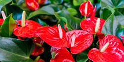 Red anthurium flowers ( tailflower, flamingo flower, laceleaf ) in flower shop, tropical background, banner