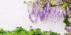 Flowering Wisteria plants on house wall background.  Natural home decoration with flowers of Chinese Wisteria ( Fabaceae Wisteria sinensis ), banner