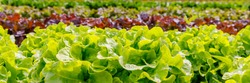 Green Lettuce leaves on garden beds in the vegetable field.  Gardening  background with green Salad plants in the open ground, banner. Lactuca sativa green leaves, closeup. Leaf Lettuce in garden bed