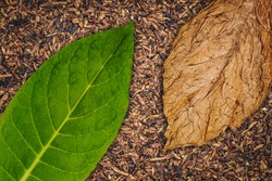Tobacco leaves texture, close up. High quality green tobacco leaf and dry cut tobacco big leaf, macro closeup, top view