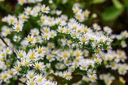 Ground cover White aster flowers in garden.  Small white flowers. Autumn white blossoming aster, closeup macro. White Cushion button Aster 