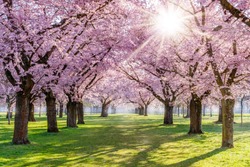 Cherry blossoming trees and sun light in park. Sakura Cherry blossom alley. Wonderful scenic park with rows of flowerind cherry sakura trees and green lawn in spring.  Sun rays in pink bloom