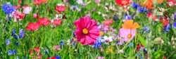 Multicolor flowers in meadow in summer. Wild colorful vivid field, banner background. Pink Cosmos flower background