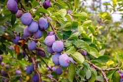 Ripe blue plums in huge plum garden
