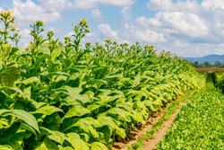 Tobacco plants with pink flowers in big Tobacco field. Cultivated tobacco ( Nicotiana tabacum ) plants. Virginia Tobacco leaves, closeup