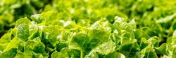Green Lettuce leaves texture background. Lactuca sativa green leaves, closeup. Leaf Lettuce grow in garden bed, banner