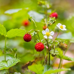 Red and green strawberry berries with white flowers in wild meadow, close up. Wild strawberries bush in forest, macro, closeup
