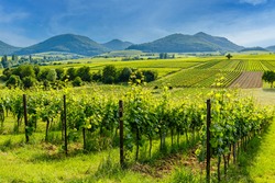 German vineyard landscape in summer, Rhineland-Palatinate, Germany. Deutsche Weinstrasse (German Wine Road) Vineyards Palatinate region