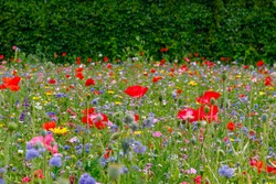 Wild summer flowers field. Multicolored flowering summer meadow with red pink poppy flowers, blue cornflowers. Summer landscape background with beautiful flowers. Environmental German project 