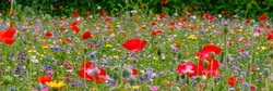 Multicolored flowering summer meadow with red pink poppy flowers, blue cornflowers.  Wild summer flowers field. Summer landscape background with beautiful flowers. Banner