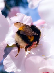 Fluffy bumblebee on pink flower. Huge bumble bee  on almond bloom, close up.
