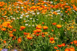 Calendula orange Flowers in summer meadow. Environmental German project for saving bee and insect. Planted glade with marigold flowers. 