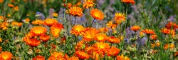 Calendula orange Flowers in summer meadow. Planted glade with marigold flowers for Natural medicine. Banner. 