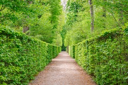 green foliage background in the Park. Natural green hornbeam leaf walls. Natural green hornbeam tunnel. Beautiful green leaves hornbeam fence background