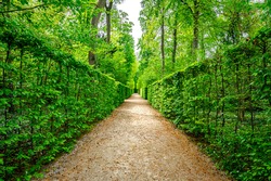 Beautiful green foliage background in Park. Natural green hornbeam leaf walls. Dark green leaves hornbeam fence background