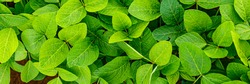 Soy green leaves on soybean field, top view. Agricultural soy plantation in summer.