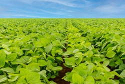 Soy green plants on soybean field. Agricultural soy plantation background with blue sky. 