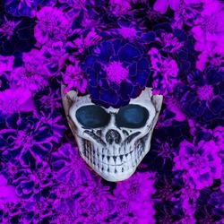Violet lila colored Tagetes flowers and decorative Skull. Human Skull Head on Cempasuchil Flower backdrop. Halloween skull head with flowers. Día de los Muertos card. Mexican Day of the Dead Marigold