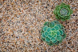 Echeveria Succulent plants on colorful decorative gravel background, top view, close up. Green echeveria succulents on Potting Soil. Trendy Indoor Plant Gritty Rocks. Fairy Gardening with Top Dressing