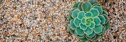 Echeveria Succulent plant on colorful gravel background, top view, closeup. Green echeveria succulents on Potting Soil. Trendy Indoor Plant Gritty Rocks. Fairy Gardening with Top Dressing. Banner