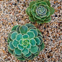 Echeveria Succulent plants on decorative gravel background, top view, closeup. Green echeveria succulents on Potting Soil. Trendy Indoor Plant Gritty Rocks. Fairy Gardening with Top Dressing