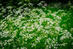 White cow parsley flowering plant in forest in summer. Anthriscus sylvestris biennial herbaceous flowers.  Many wild chervil, wild beaked parsley, keck, mother-die, wild carrot herbs