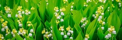 Lily of the valley (Lily-of-the-valley) white small fragrant flowers in green leaves. Banner. Convallaria majalis  woodland flowering plant. 
