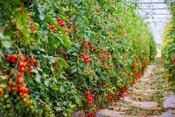 Many tomatoes on tomato plants in summer garden. Many tomato plants in greenhouse with automatic irrigation watering system. Best Heirloom Tomato Varieties.  Delicious Heirloom Tomatoes