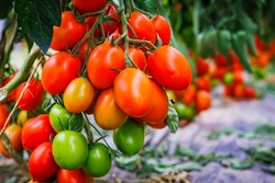 Many tomatoes on tomato tree in summer garden. Many Roma tomato plants in greenhouse with automatic irrigation watering system. Best Heirloom plum 
Tomato Varieties.  Delicious Heirloom Tomatoes