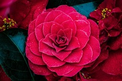 Red camellia flower 