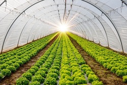 A light in the end of a tunnel. Green Lettuce leaves in vegetable field.  Gardening  background with green Salad plants in greenhouse.