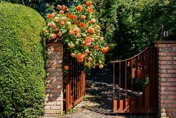 Large hanging rose bush over the metal entrance gate. Beautiful summer roses blooms in old town.  Climbing rose flowers over vintage  open gate in german town. 