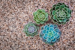 Echeveria Succulent plants on colorful decorative gravel background, top view. Green blue echeveria succulents on Potting Soil. Trendy Indoor Plant Gritty Rocks. Fairy Gardening with Top Dressing