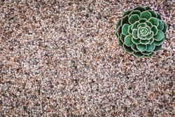 Echeveria Succulent plant on colorful decorative gravel background, top view, close up. Green echeveria succulent on Potting Soil. Trendy Indoor Plant Gritty Rocks. Fairy Gardening with Top Dressing