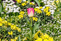 Pink tulip flower and yellow white spring flowers. Beautiful colorful flower meadow in the park. Spring nature background. Garden show holiday
