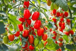 Best Heirloom Roma Tomato Varieties. Red ripe tomatoes fruits grow in garden. Natural Cherry plum Tomatoes and green leaves on plant.