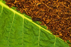 Tobacco  green  leaf and  Dry smoking tobacco. Tobacco texture background 