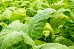 Tobacco leaf. Close up of green leaf tobacco in blurred plantation field background, Germany. Tobacco big leaf crops growing in tobacco plantation field