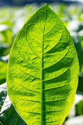 Tobacco leaf  on blurred tobacco plantation sunny field background, Germany. Tobacco leaf texture, closeup 
