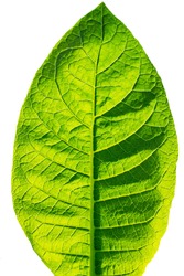 Tobacco leaf on white background