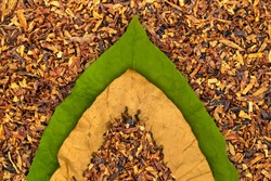 Dry and green tobacco  leaf on cut tobacco background