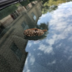 Puss Caterpillar (Megalopyge Opercularis) fell from a tree on car windshield before turning into an adult Flannel Moth. This is the most toxic caterpillar in North America.