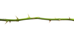 stem of rose bush with thorns on an isolated white background