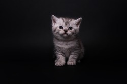 Cute scottish fold straight kitten on black background