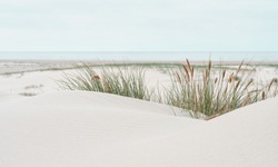 Dune landscape at the North Sea Beach
