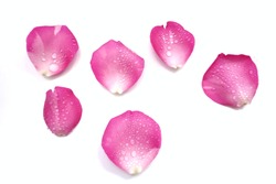 A group of sweet pink rose corollas with droplets on white isolated background