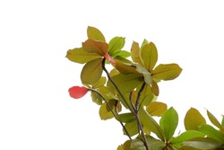 Brown yellow green leaves with a twig on white isolated background for green foliage backdrop 