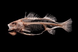 Skeleton of fish on black background made for the study of Anatomy