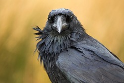 A large black raven looks at the camera in Dartmoor, UK