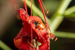 Ladybug, beautiful details of a small ladybug seen through a macro lens, selective focus.